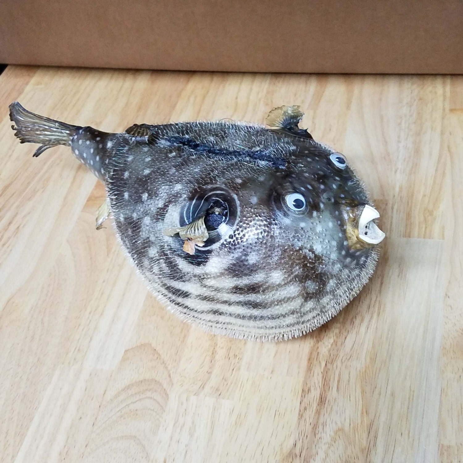 Dried Blowfish Puffer Fish Dried Fish Blowfish Large