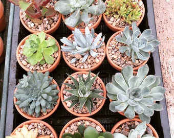 Mini Succulent wedding favours
