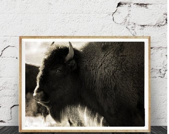 Impression papier, Buffalo, Bison Wall Art, neige, Photo couleur, imprimable garçons enfants chambre décor