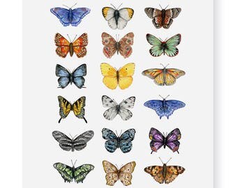 Butterflies of North America Fine Art Giclee Print