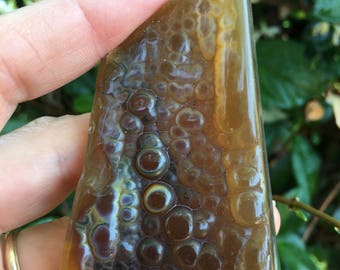 Agatized Coral Botryoidal/Chalcedony Formation 5-12-2-17
