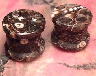 Turritella Stone Plugs