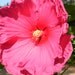 Joyce Allen