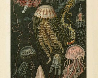 Gorgeous Jellyfish Art Print - Antique Style-Style Wall Art - Museum Quality