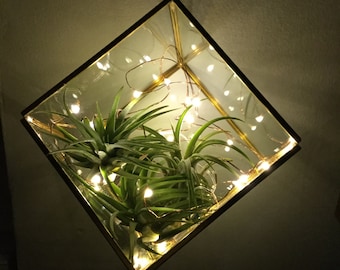 Air Plant Terrarium, Firefly Lights, Glass Terrarium, Terrarium Lights, DIY Terrarium, Birthday Gift, Desk Warming Gift,