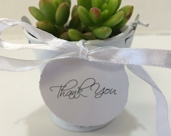 Gorgeous Succulent 50 Plant Assortment in 2" pots with White Pails, White Ribbons and Tags.