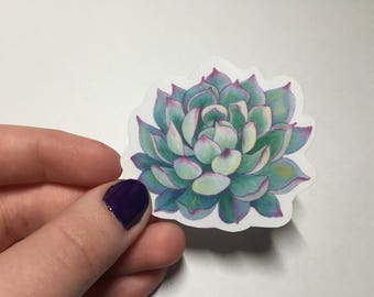 Succulent Sticker
