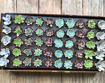 Rosette succulents pack of 50- perfect for weddings and baby showers