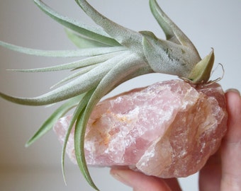 Blush Decor, Air Plant on Rose Quartz Crystal, Airplant Geode Garden, Gift for Her, Love, Sweetheart, Wife, Pink and Pretty
