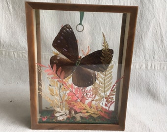 Vintage butterfly taxidermy butterfly Butterfly specimen naturalist