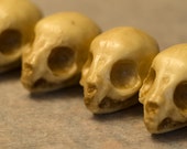 Chocolate Kitten skull