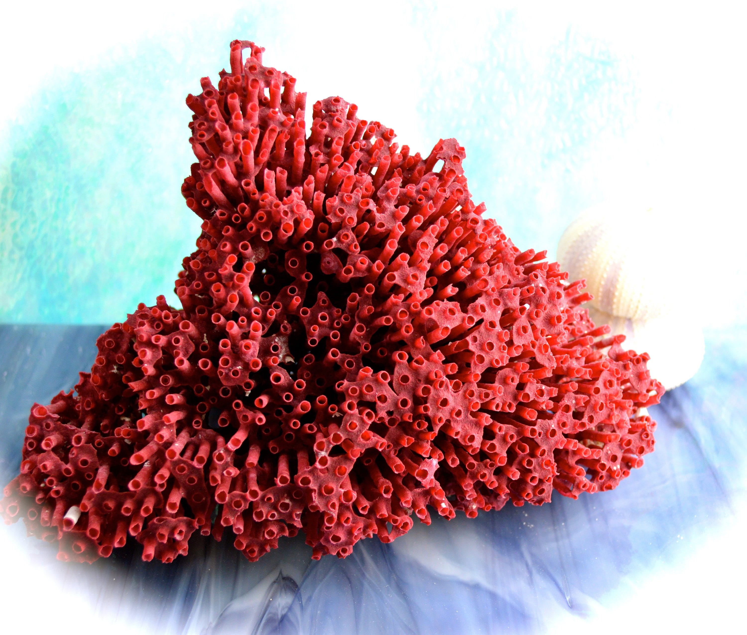 Red Pipe Organ Reef Coral ~ Approximately 8