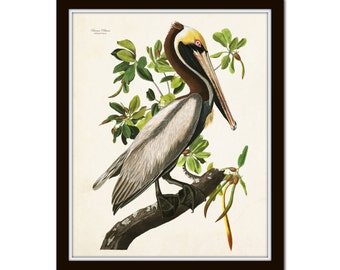 Vintage Audubon Brown Pelican Bird Print Giclee Art Poster Home Decor Vintage Audubon Brown Pelican Bird Print Giclee Art Poster Home Decor