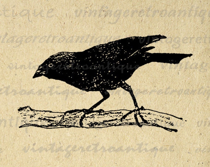 Digital Graphic Black Bird Download Vintage Image Printable Antique Clip Art Jpg Png Eps HQ 300dpi No.274