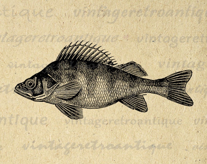 Printable Perch Fish Graphic Digital Download Fish Illustration Image Vintage Clip Art Jpg Png Eps HQ 300dpi No.2723