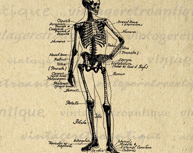 Human Skeleton Diagram Digital Printable Image Medical Anatomy Graphic Illustration Download Antique Clip Art HQ 300dpi No.3859