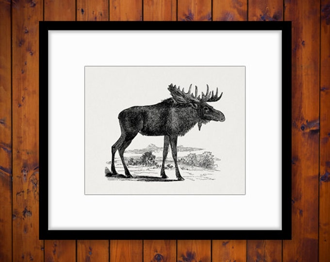 Moose Digital Graphic Printable Image Moose Illustration Download Vintage Clip Art Jpg Png Eps HQ 300dpi No.2185