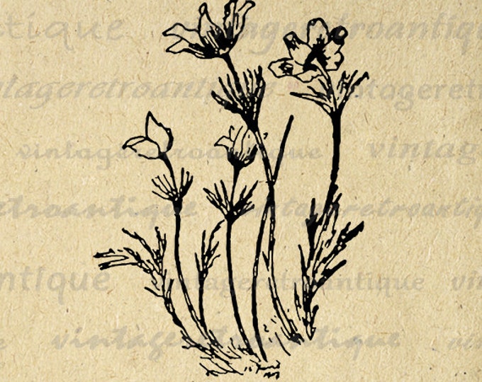 Printable Image Anemones Flower Digital Plant Graphic Download Vintage Clip Art Jpg Png Eps HQ 300dpi No.841