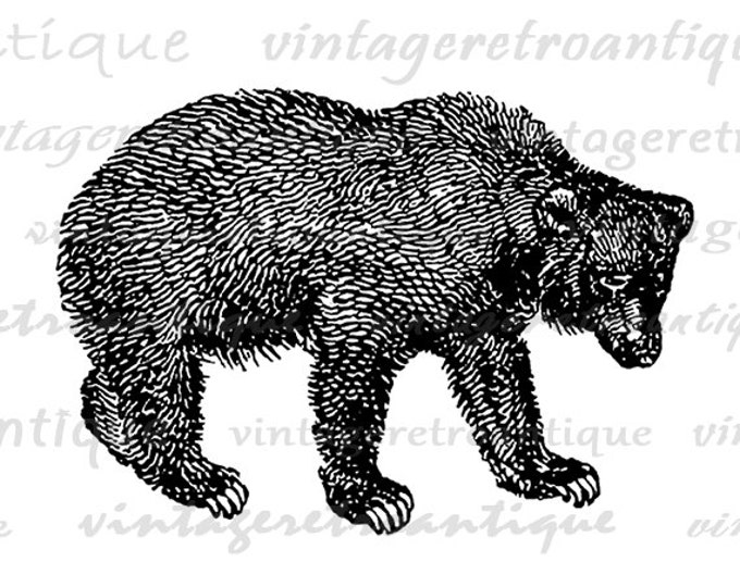 Digital Graphic Bear Image Animal Download Bear Printable Illustration Vintage Clip Art Jpg Png Eps HQ 300dpi No.4148