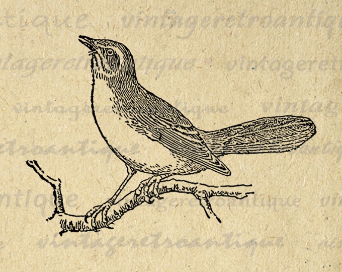 Printable Image Mockingbird Bird Download Digital Graphic Antique Clip Art Jpg Png Eps HQ 300dpi No.3135