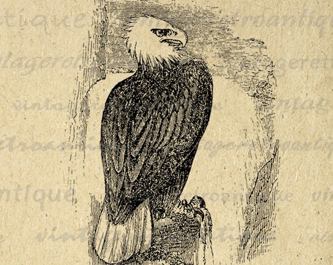 Eagle Digital Printable Image Bird Graphic Download Antique Clip Art Jpg Png Eps HQ 300dpi No.572