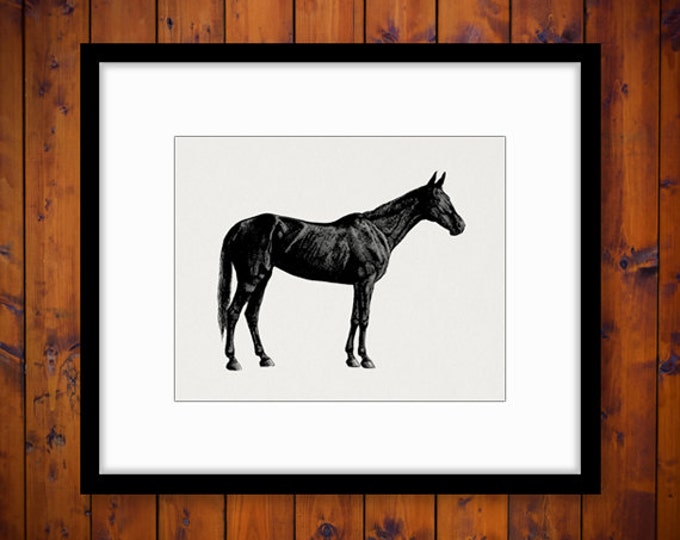 Printable Digital Antique Horse Graphic Illustration Download Image Vintage Clip Art Jpg Png Eps HQ 300dpi No.3018