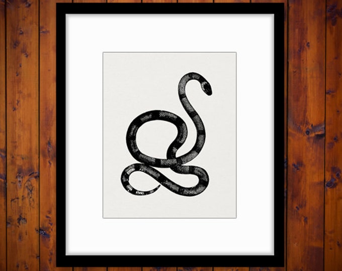 Printable Image Black Snake Download Digital Graphic Artwork Antique Clip Art Jpg Png Eps HQ 300dpi No.2700