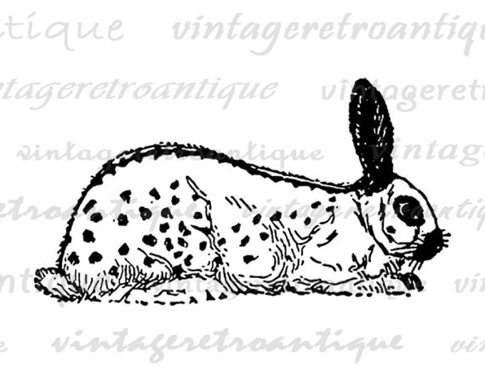 Digital Graphic English Spotted Rabbit Image Bunny Illustration Download Printable Jpg Png Eps HQ 300dpi No.3120