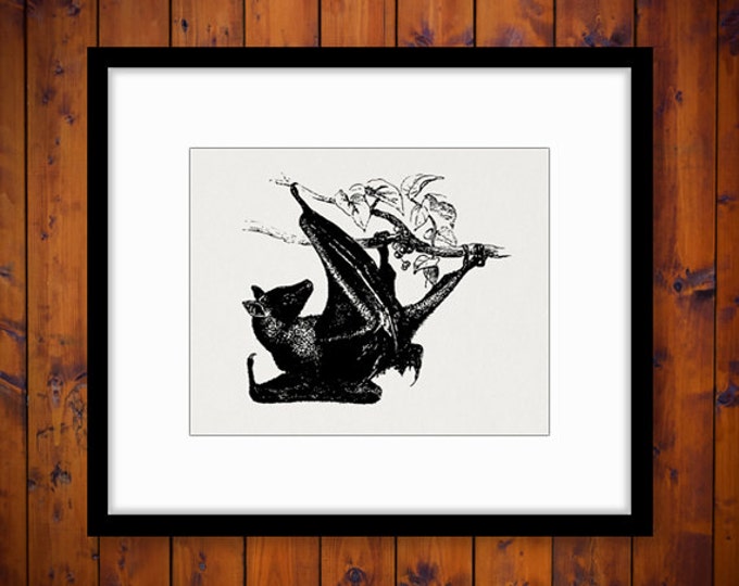 Flying Fox Bat Printable Image Graphic Illustration Download Digital Antique Clip Art Jpg Png Eps HQ 300dpi No.3203