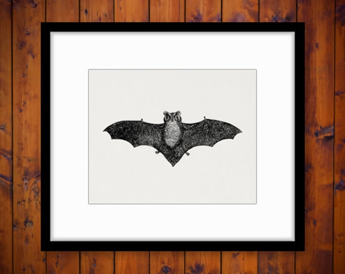 Printable Digital Antique Bat Image Halloween Download Graphic Vintage Clip Art Jpg Png Eps HQ 300dpi No.450