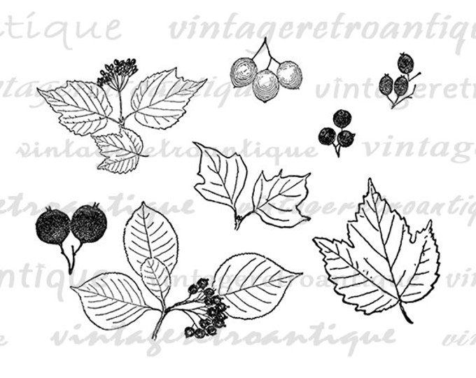 Digital Image Leaves and Berries Printable Leaf Collage Sheet Download Set Graphic Antique Clip Art Jpg Png Eps HQ 300dpi No.972