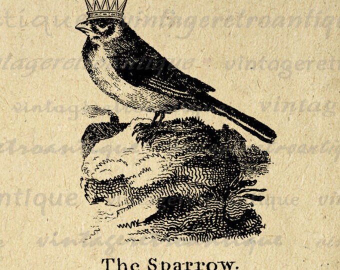 Printable Digital Sparrow with Crown Download Bird Illustration Image Graphic Vintage Clip Art Jpg Png Eps HQ 300dpi No.1066