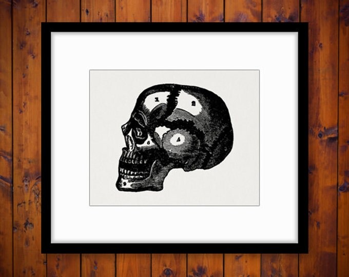 Skull Graphic Antique Printable Medical Diagram Digital Image Vintage Clip Art Jpg Png Eps HQ 300dpi No.122