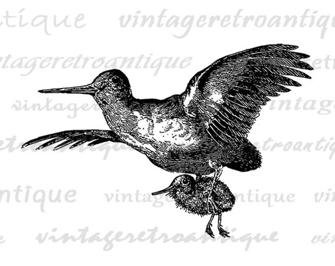 Digital Printable Flying Bird Carrying Baby Bird Graphic Download Image Antique Clip Art Jpg Png Eps HQ 300dpi No.3367