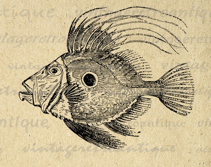 Antique Fish Printable Digital Download Graphic Image Vintage Clip Art Jpg Png Eps HQ 300dpi No.599