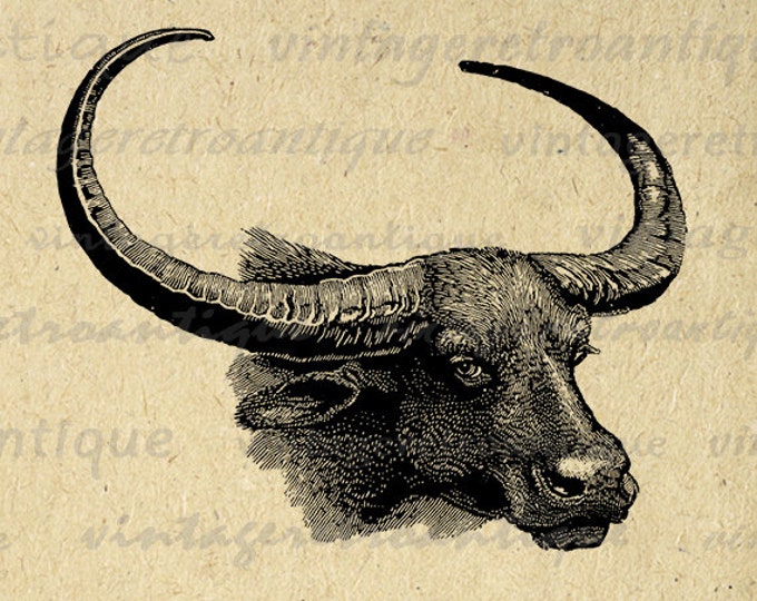 Digital Buffalo Graphic Image Bison Horns Printable Western Steer Download Jpg Png Eps HQ 300dpi No.463