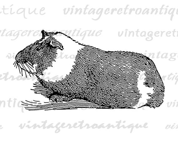 Printable Image Guinea Pig Graphic Illustration Digital Download Antique Clip Art Jpg Png Eps 18x18 HQ 300dpi No.3129