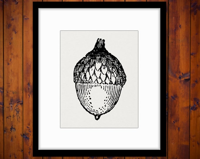 Digital Acorn Image Download Tree Nut Winter Printable Acorn Graphic Antique Clip Art for Transfers Making Prints etc HQ 300dpi No.4653