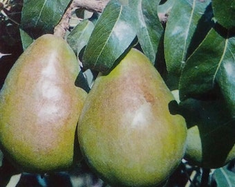 4'-5' BEURRE D'ANJOU PEAR Fruit Tree Plant Big Healthy Trees Nice Juicy Sweet Pears Lawn Garden Orchard Gardens Landscaping Home New Now