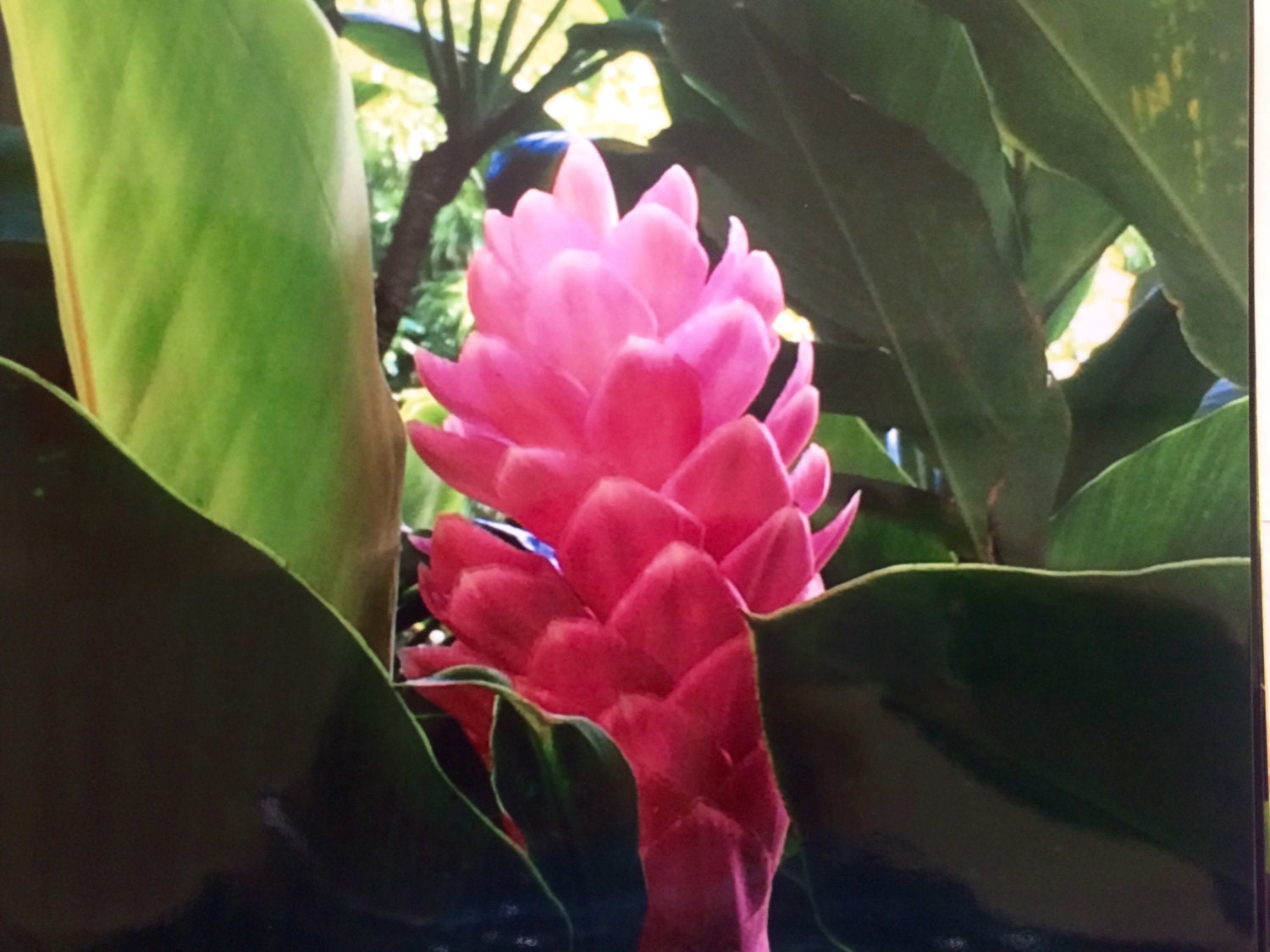 Hawaiian Ginger hawaiian pink ginger photograph first print