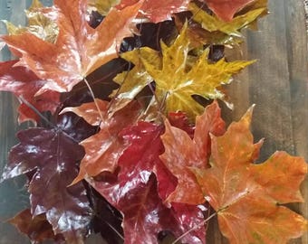 Real Glazed Fall Leaves - set of 25