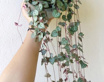 STRING OF HEARTS Plant Hanging Planter 6" Super Long Pot Rare Ceropegia Woodii White Rooted Plant Trailing Succulent Green Pink Vine