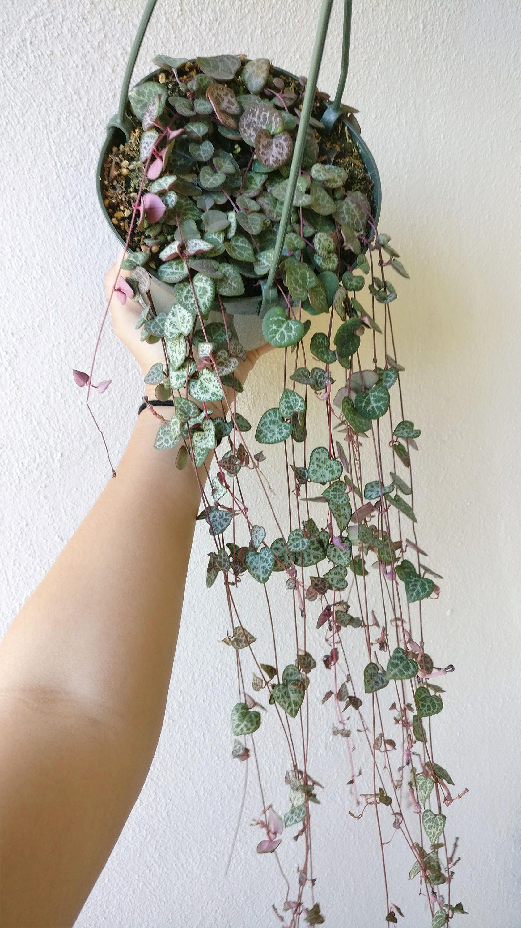 string of hearts plant online