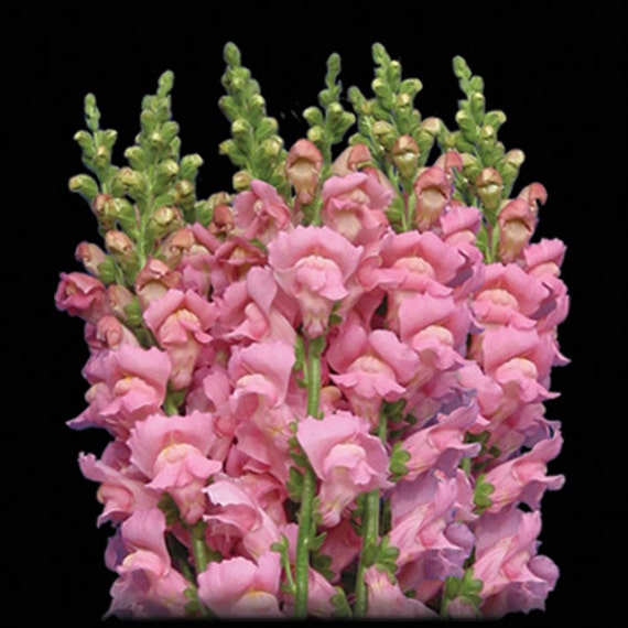 FRESH Light Pink Snapdragons Fresh Flowers Light Pink