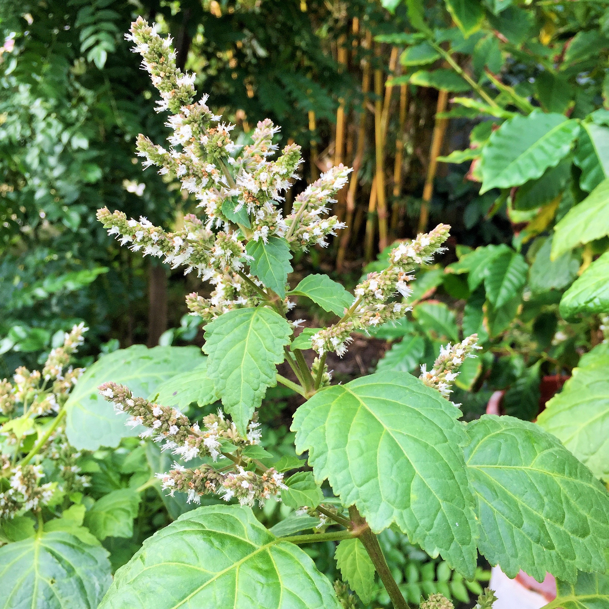 Patchouli Seeds (Pogostemon cablin) 30+ Organic Medicinal Herb