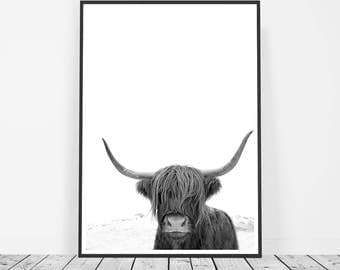 Highland Cow Art, Animal Print, Black and White Photography, Cow Photo, Animal Photography, Bison Print, Buffalo Print
