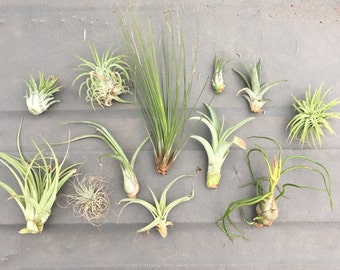 25 Assorted "TLC" Tillandsia Air Plants - Seconds Quality, Wholesale Prices