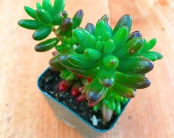 Succulent Plant - Sedum Pork and Beans- 2.5"