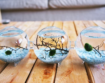 free marimo moss ball, marimo moss terrarium kit, Japanese Marimo Moss Balls, Aquatic Living Plants for Aquarium Terrarium Accessories