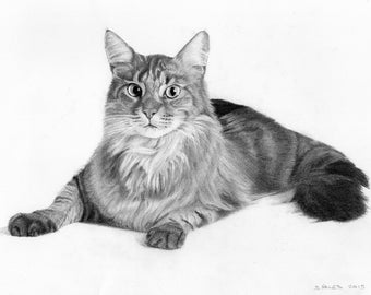 custom pet portrait - graphite pencil - drawing
